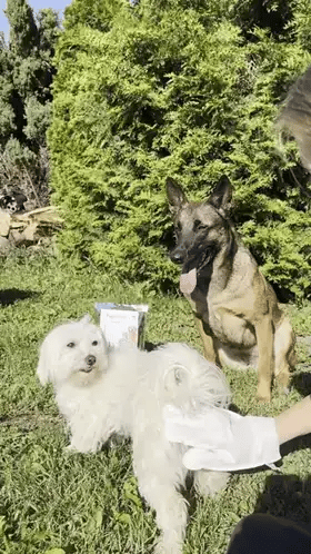 PupiFresh drėgnos pirštinės šunims ir katėms