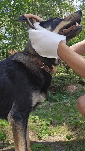 PupiFresh drėgnos pirštinės šunims ir katėms