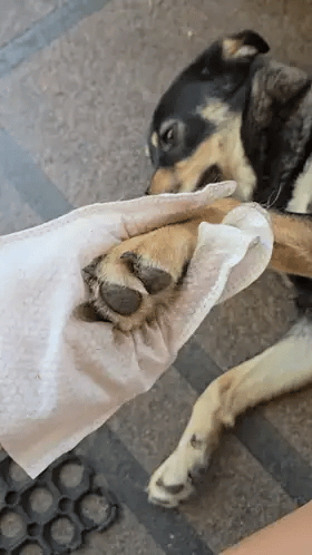 PupiFresh drėgnos pirštinės šunims ir katėms