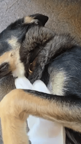 PupiFresh drėgnos pirštinės šunims ir katėms